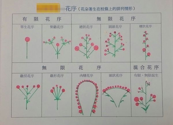 上一课提到了花序的概念,指的是花梗上的一群或一丛依固定方式排列的