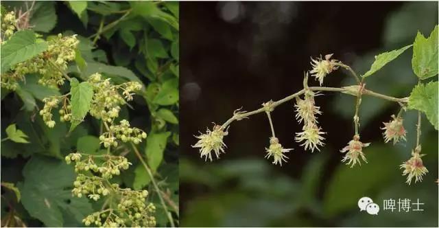 无限花序的主要类型这两大类花序下面分别又包含有多种主要的花序类型